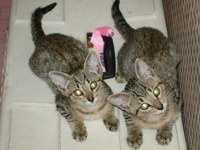 tabby_twins_101024_0843_Pt.png